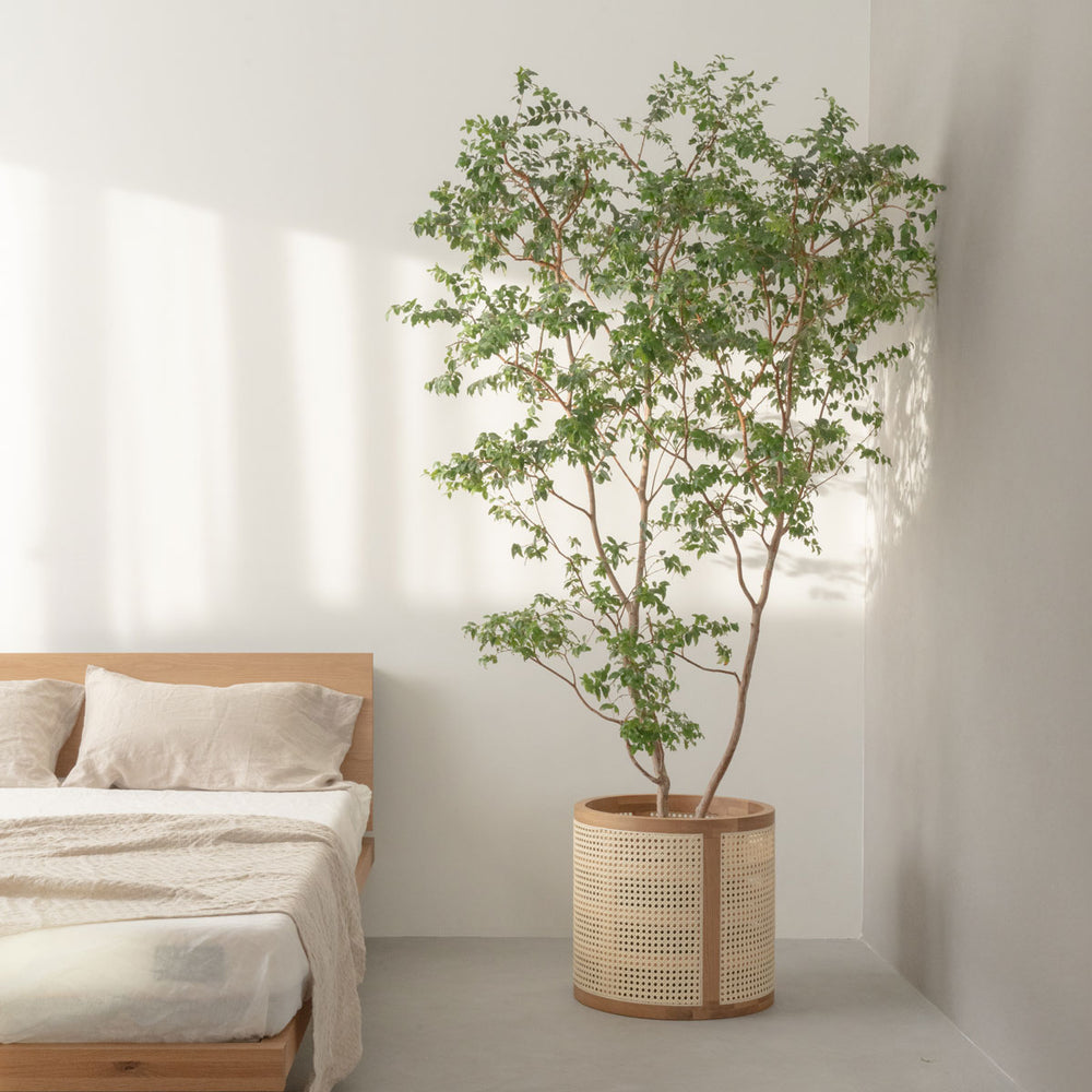 マナウ バスケット